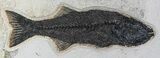 Wide Mioplosus & Diplomystus Fish Plate - Wall Mount #22843-2